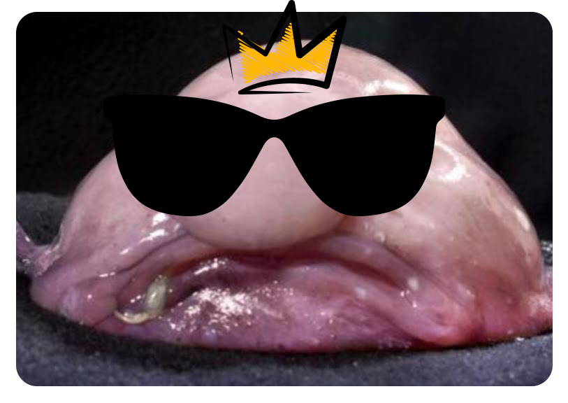 blobby-the-blobfish_cool